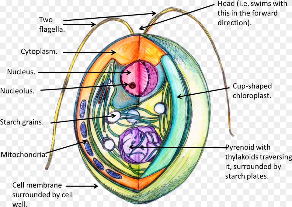 A 3d Labelled Diagram Of A Chlamydomonas Reinhardtii Struktur Chlamydomonas Sp, Art, Face, Head, Person Png Image