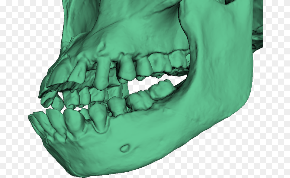 A 3d Model Of Turkana Boy39s Skull Without Texture Smile, Body Part, Mouth, Person, Teeth Free Transparent Png