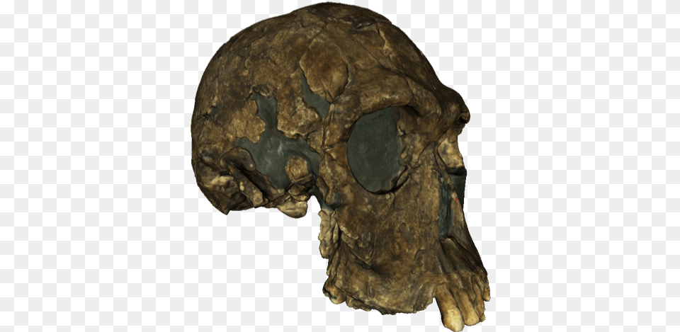 A 3d Textured Model Of The 1813 Er Skull Turkana People Skull, Person, Accessories, Gemstone, Jewelry Free Png Download