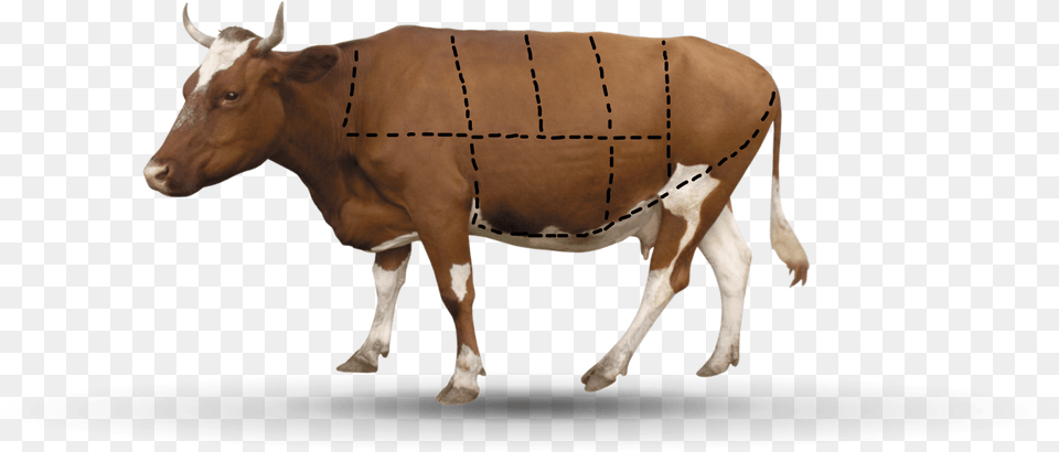 A A Cow Has 7 Parts Transparent Background Cattle, Animal, Bull, Mammal, Livestock Free Png Download