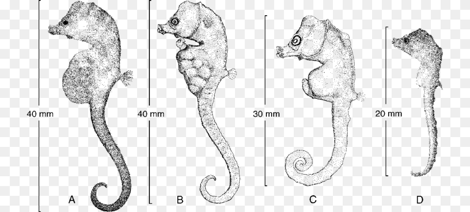 A Amp B Holotype Nmv A192 Eden Nsw Bullneck Seahorse, Gray Png Image