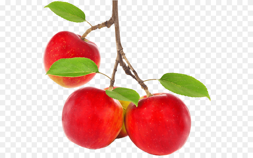 A Apple Tree Branch, Food, Fruit, Plant, Produce Free Png