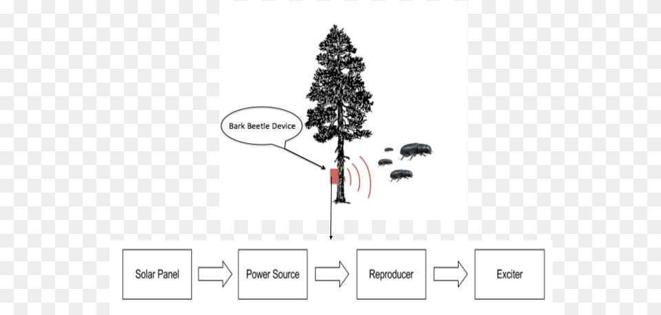 A Bark Beetle Is An Insect That Creates Tunnels By Ponderosa Pine Tree, Fir, Plant, Conifer, Animal Free Png