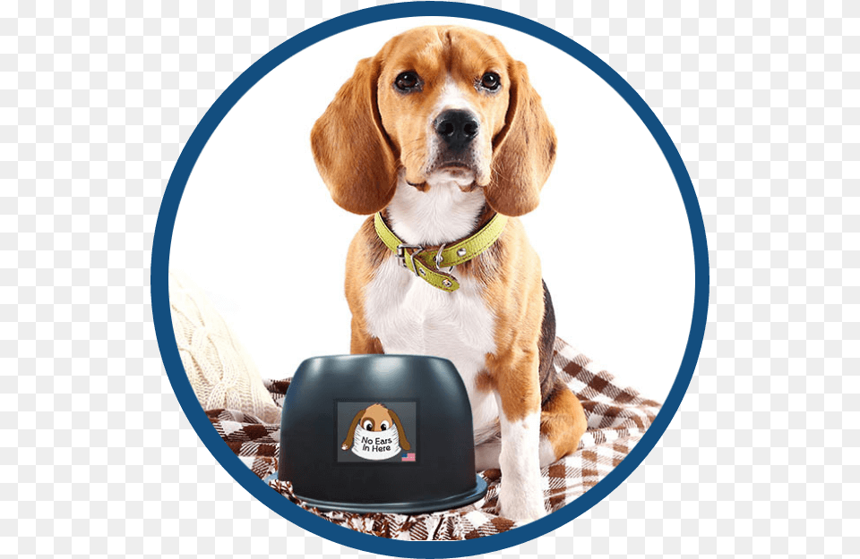 A Beagle With The No Ears In Here Bowl Dog, Animal, Canine, Hound, Mammal Png Image