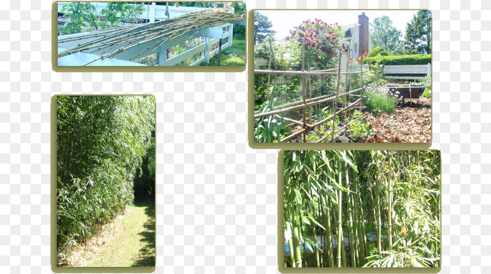 A Beautiful Bamboo Screen At The Edge Of The Garden Tree, Nature, Outdoors, Backyard, Yard Free Png Download