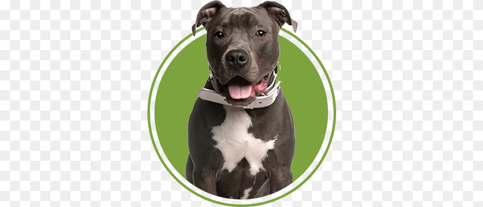 A Better Dog Kansas City, Animal, Bulldog, Canine, Mammal Free Png Download