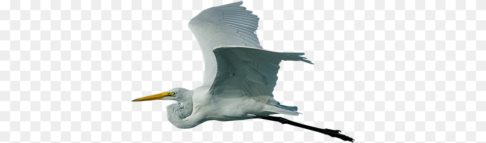 A Big White Crane Possibly A Heron In Flight Little Blue Heron, Animal, Bird, Waterfowl, Crane Bird Png