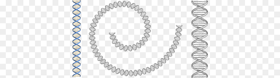 A Blog For James Gold Stainless Steel Rolex Chain, Accessories, Jewelry, Necklace, Diamond Free Png Download