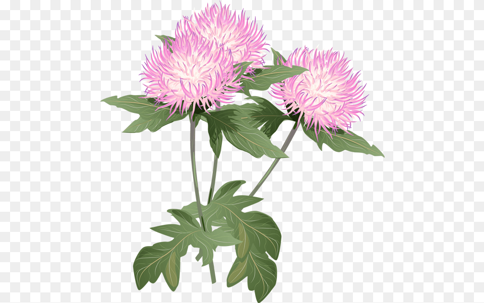 A Bouquet Of Summer Flowers Clip Art Thistle Thistle Flower, Dahlia, Plant, Leaf, Daisy Free Png Download
