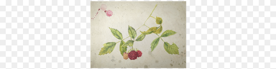 A Branch Of Raspberry Malina Akvarelyu, Produce, Plant, Leaf, Herbs Png Image