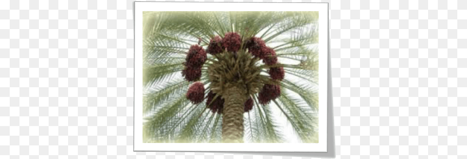 A Brief About Dates, Palm Tree, Plant, Tree Free Png