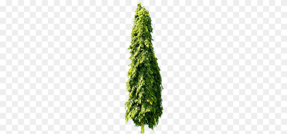 A Bright Green Cypress Tree For Your Landscape Or Architectural Architectural Rendering, Fir, Plant, Pine, Conifer Png