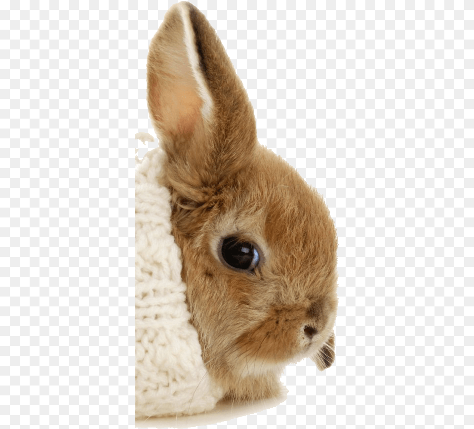 A Bunny Burrito, Animal, Hare, Mammal, Rodent Png Image