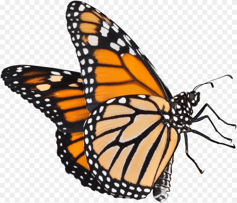 A Butterfly Transparent Background Monarch Butterfly, Animal, Insect, Invertebrate Png