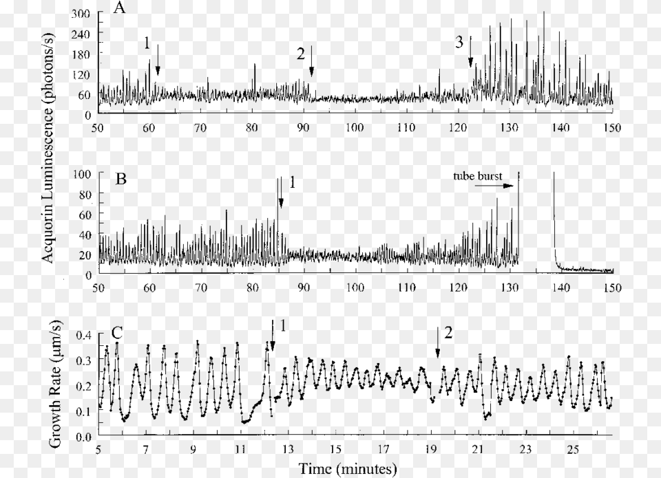 A C The Amplitude Of Ca 2 I And Growth Oscillations Millimetre, Chart, Plot, Measurements, Text Free Png