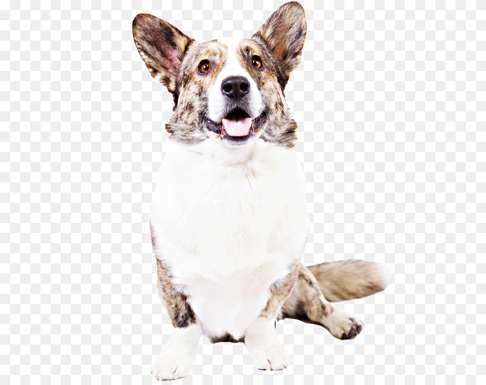 A Cardigan Welsh Corgi Cardigan Welsh Corgi, Animal, Canine, Dog, Mammal Free Png Download