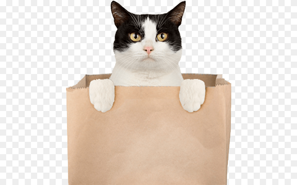 A Cat Popping Out Of A Bag Arco Cat Out Of The Bag, Animal, Mammal, Pet, Box Png Image