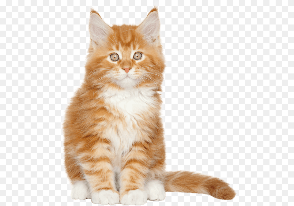 A Cat Sitting Down Maine Coon, Animal, Kitten, Mammal, Pet Png Image