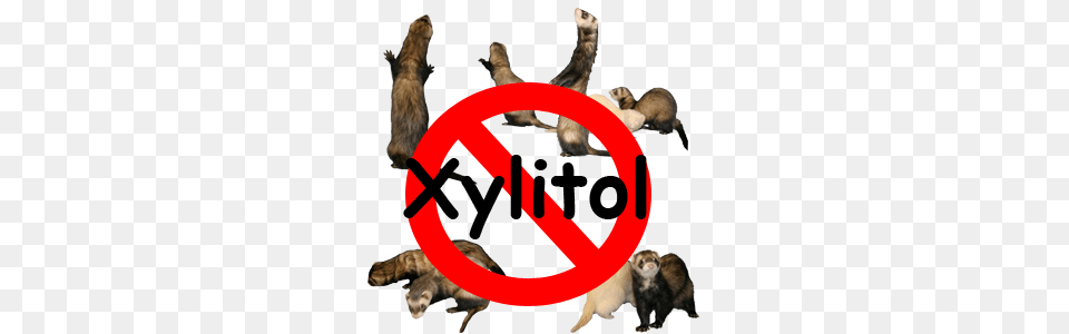 A Caution About Xylitol Hide E Hole Ferret Rescue Inc, Animal, Bear, Mammal, Wildlife Free Png Download
