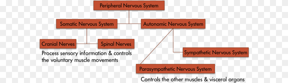 A Chart Displays The Parts Of The Peripheral Nervous Peripheral Nervous System Web, Diagram, Uml Diagram Png