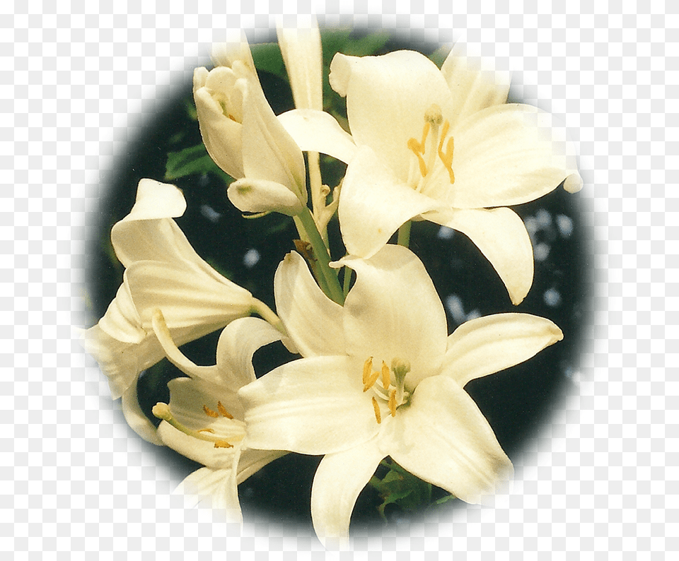 A Circle Of Lilies For Cycles Life Lily, Flower, Plant, Araceae Free Png