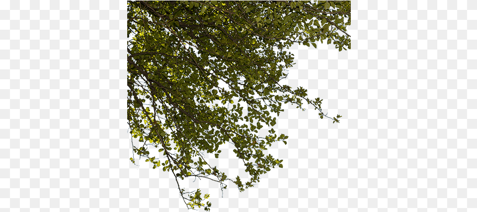 A Closeup Cutout Photo Of Green Tree Branches, Leaf, Oak, Plant, Sycamore Png