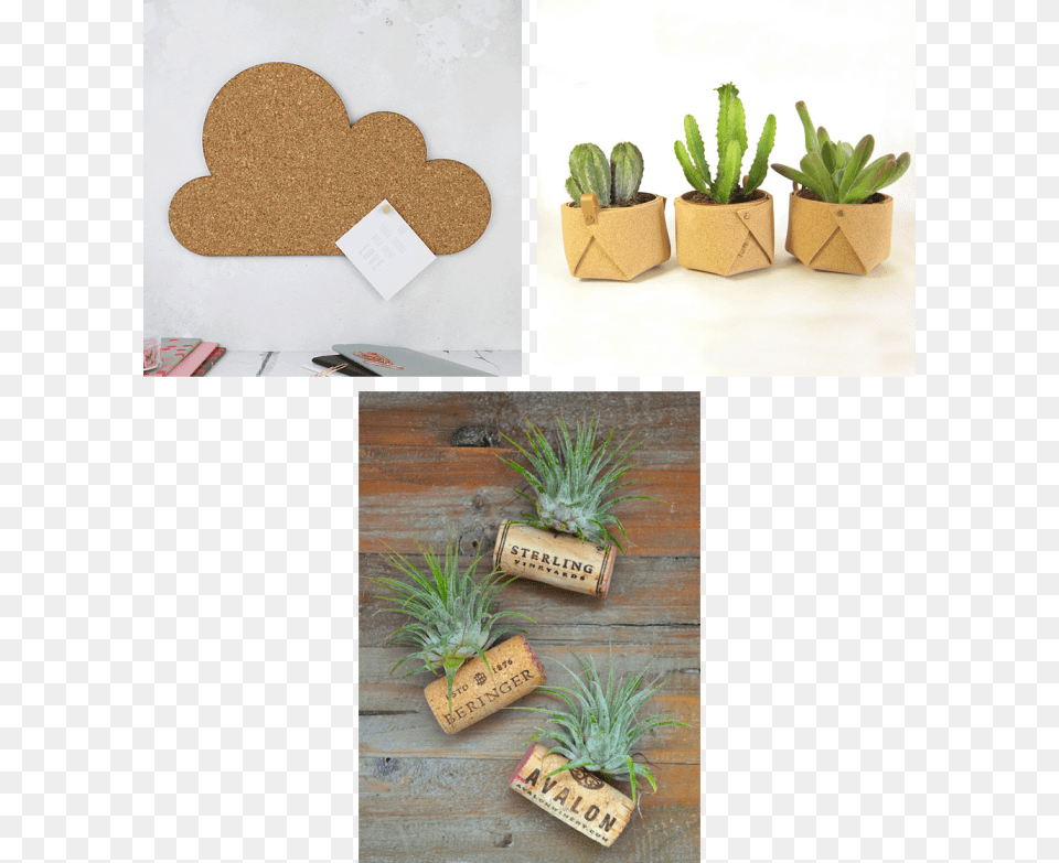 A Cloud Shaped Cork Board, Jar, Plant, Planter, Potted Plant Png Image