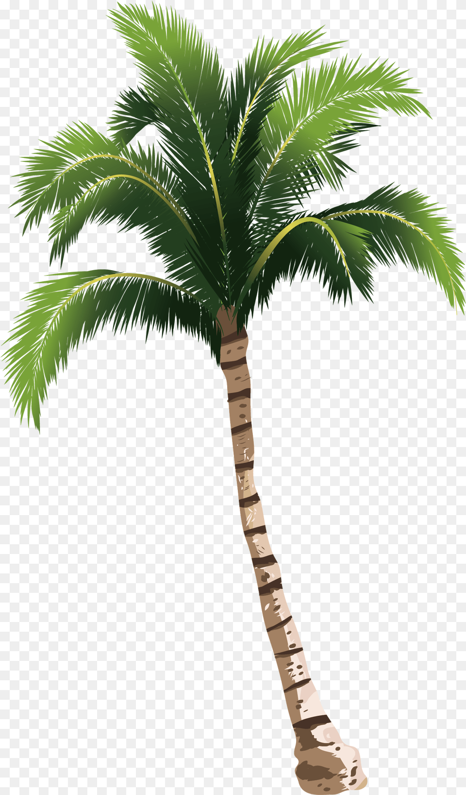 A Coconut Tree Transprent High Resolution Palm Tree, Palm Tree, Plant Free Png Download