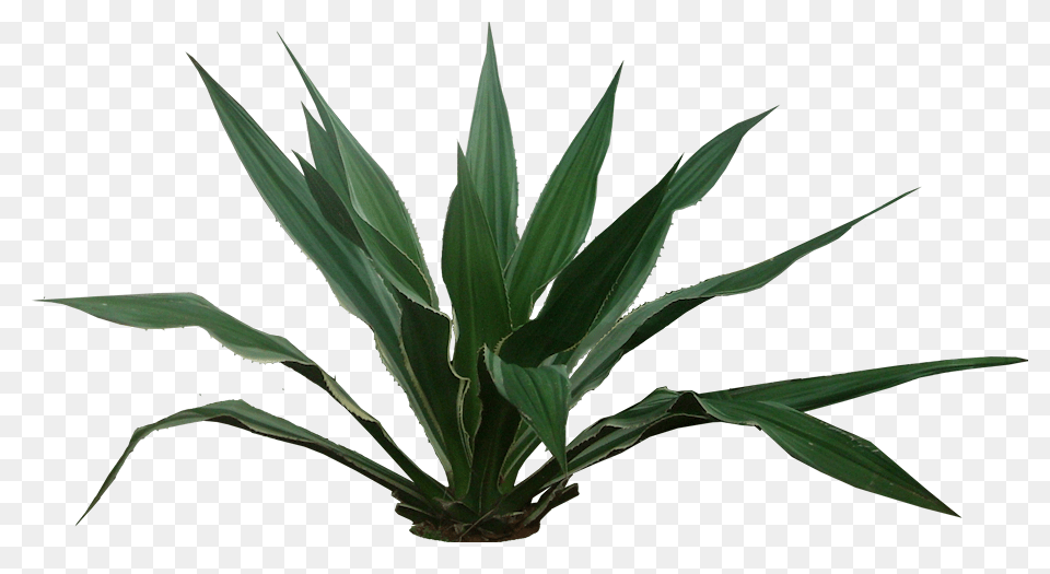 A Collection Of Tropical, Agavaceae, Plant, Leaf Free Png Download