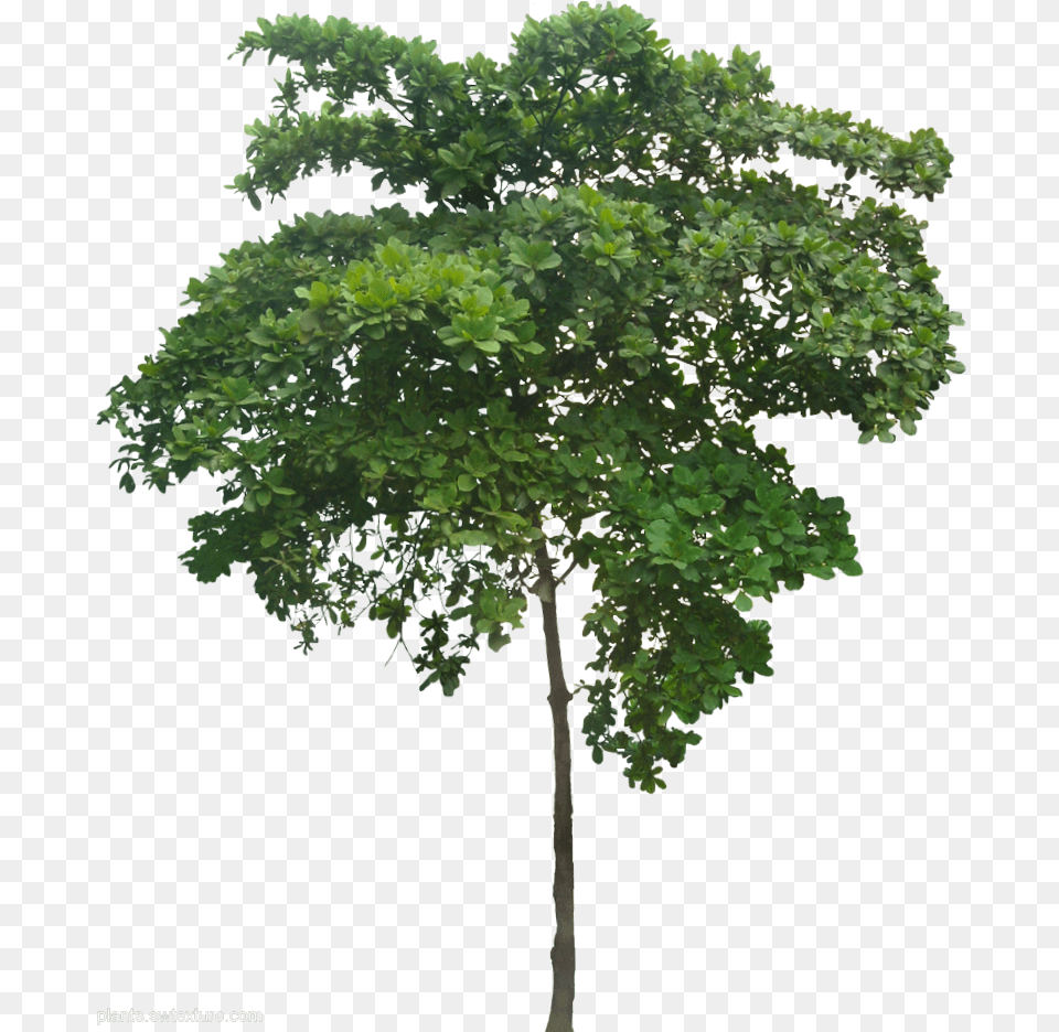 A Collection Of Tropical Plant Images With Small Planter Trees, Oak, Sycamore, Tree, Vegetation Png Image