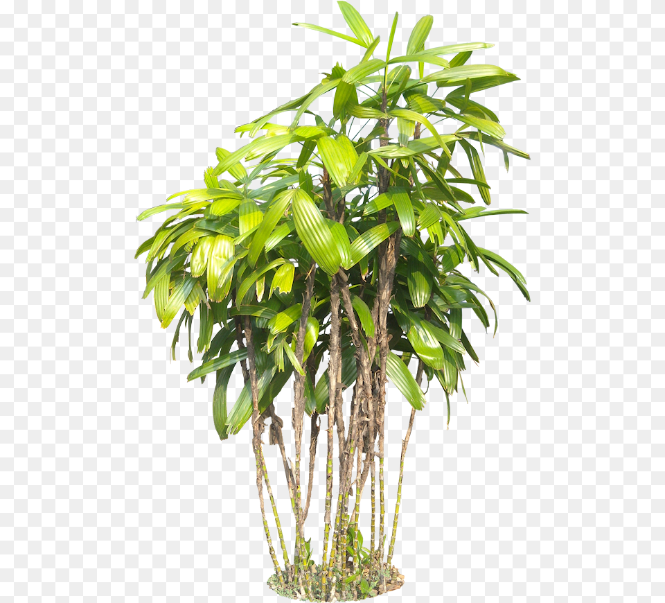A Collection Of Tropical Plants For Photoshop, Leaf, Palm Tree, Plant, Potted Plant Free Png