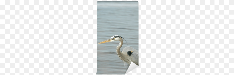 A Colorful Great Blue Heron Hunting The Shallow Water Wall, Animal, Bird, Waterfowl, Beak Png