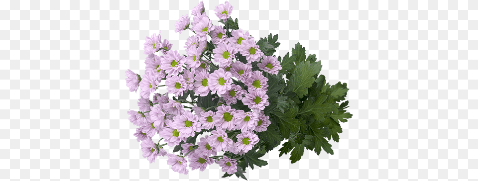 A Colourful Explosion Of Small Flowers African Daisy, Flower, Flower Arrangement, Flower Bouquet, Geranium Free Transparent Png