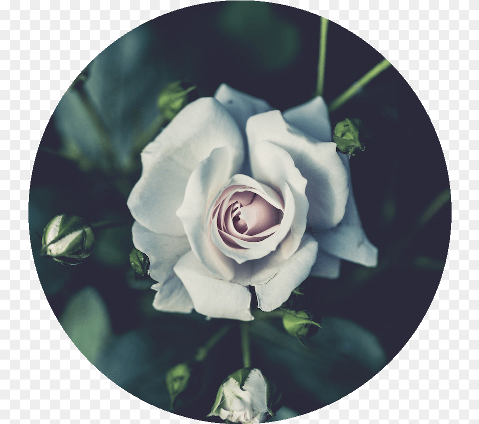 A Command Line For Rounding The Images White Rose Wallpaper Laptop, Flower, Petal, Plant Free Png Download