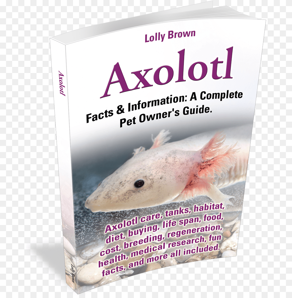 A Complete Pet Owner39s Guide 4 Fun Facts About Axolotls, Animal, Fish, Sea Life, Wildlife Free Png Download
