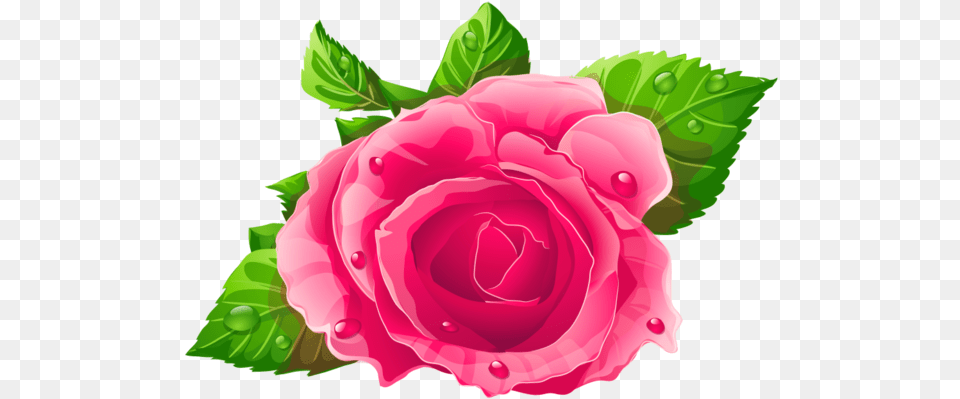 A Comprehensive Overview Floribunda, Flower, Plant, Rose, Petal Free Png Download