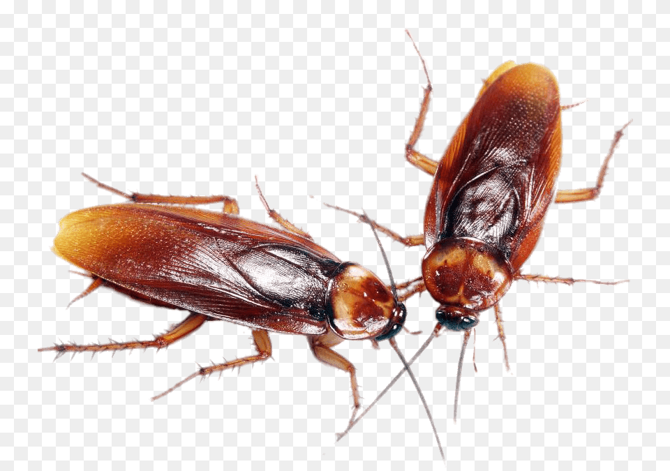 A Couple Of Cockroaches, Animal, Insect, Invertebrate, Cockroach Free Png Download