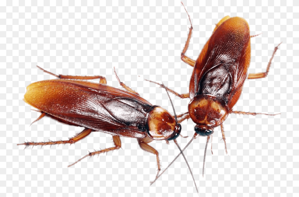 A Couple Of Cockroaches Cafard, Animal, Insect, Invertebrate, Cockroach Png Image