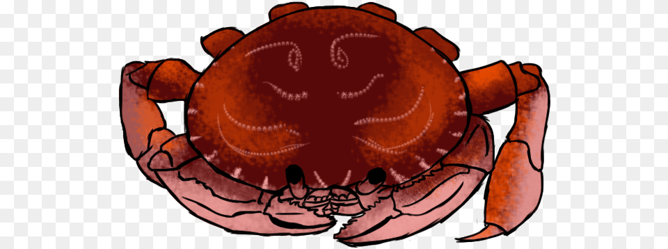 A Crab Dungeness Crab, Animal, Food, Invertebrate, Sea Life Png Image