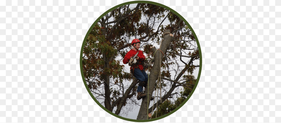 A Cut Above Tree Service Llc Extreme Sport, Plant, Person, Helmet, Clothing Free Transparent Png
