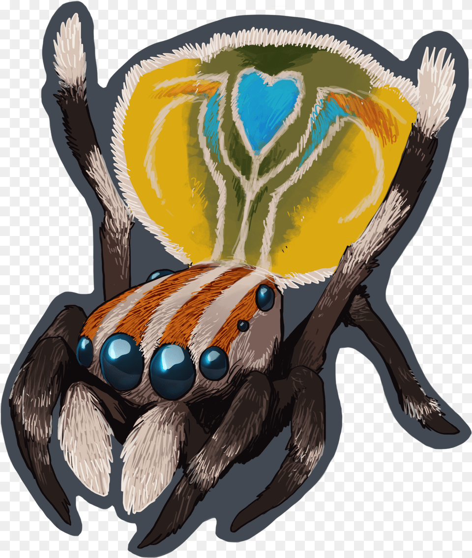 A Cute Peacock Spider To Make The Bad Feelings Peacock Spider, Animal, Invertebrate, Bird Free Png