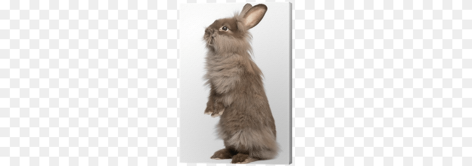 A Cute Standing Chocolate Lionhead Bunny Rabbit Canvas Easter Bunny With Golden Eggs, Animal, Mammal, Rat, Rodent Free Transparent Png