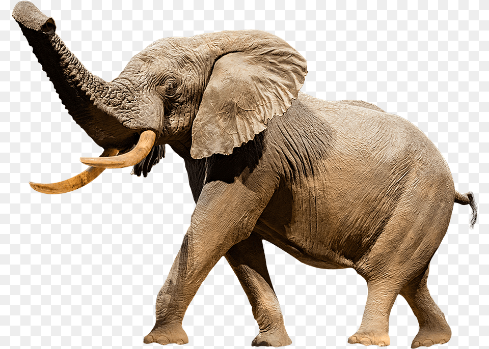 A Cutout Image Of Henry The Taxidermy Elephant National Museum Of Natural History, Animal, Mammal, Wildlife Free Transparent Png