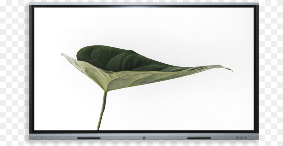 A D2 Loft Full Screen Small Mattress, Leaf, Plant, Electronics, Flower Png