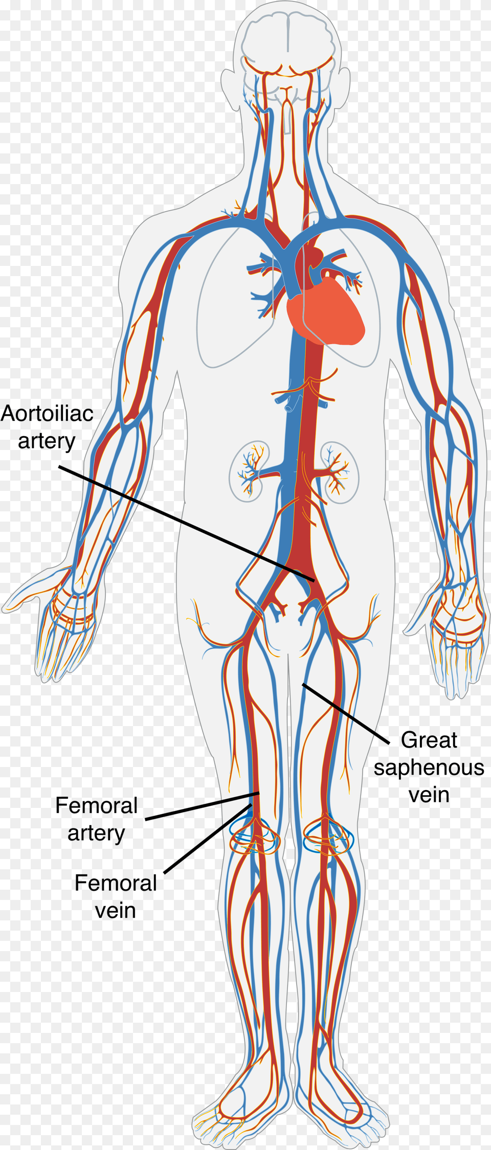 A Diagram Of The Human Circulatory System Blood Flow And Gas Exchange, Adult, Male, Man, Person Free Png Download