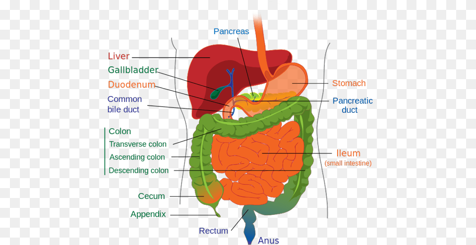 A Diagram Of The Lower Gastrointestinal Tract Human Digestive System Outline, Chart, Plot, Dynamite, Weapon Free Png