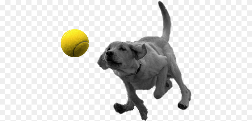 A Dog With Ball Transparent, Tennis Ball, Tennis, Sport, Sphere Free Png