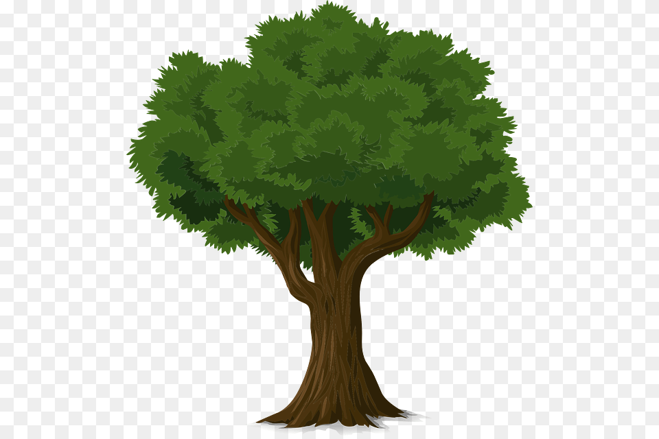 A Dying Tree A Dying Tree Images, Plant, Conifer, Vegetation, Tree Trunk Png Image