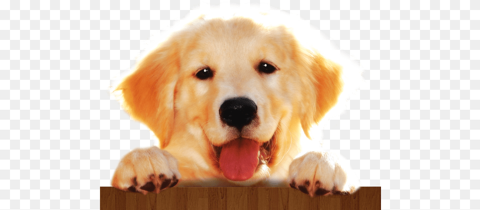 A E Feita Atravs De Especifica Imagens De Cachorros Em, Animal, Canine, Dog, Golden Retriever Free Png Download