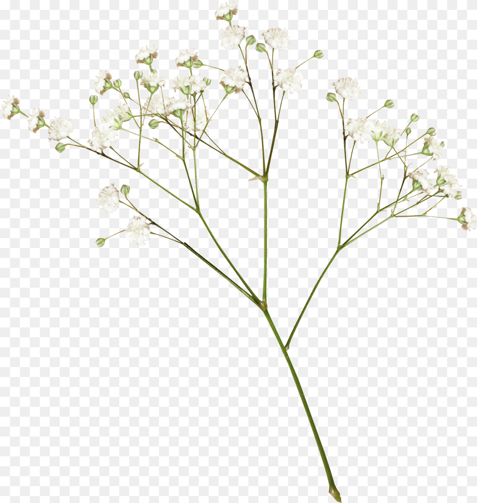 A E L Dried Flowers Full Size White Flower Aesthetic, Plant, Apiaceae Free Png Download